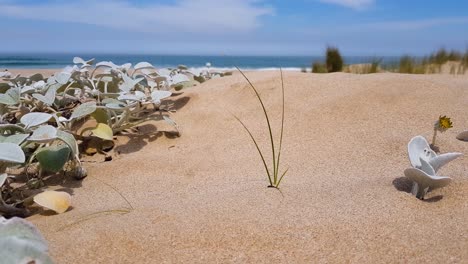 wild grass and plants growing on the beach in south africa