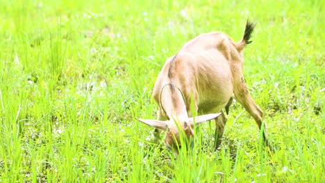 A-cute,-young-goat-eating-grass-in-green-meadow-on-a-crisp-spring-morning