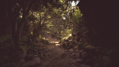 a peaceful trail through the lush jungle of cambodia during midday