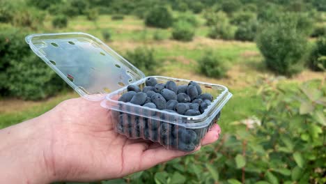 Hand-holding-up-plastic-container-full-of-freshly-picked-Haskap-berries