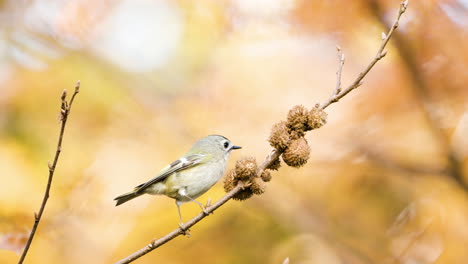 goldcrest bird on twig peck seed and flies away in slow motion