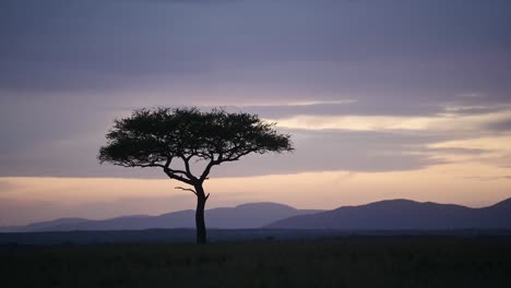 beautiful scenery sunset before dusk with isolated acacia tree on the horizon african nature in maasai mara national reserve, kenya, africa safari landscape in masai mara north conservancy