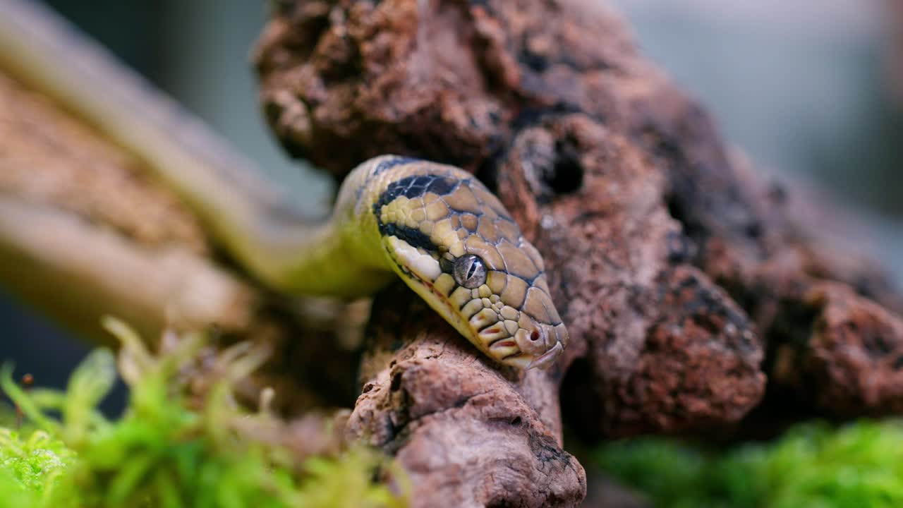 Snake in slow motion, close-up shot highlighting texture and motion on the snake's face
