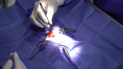 disparo de mano de un veterinario que realiza una cirugía utilizando diferentes herramientas en un animal bajo cortinas