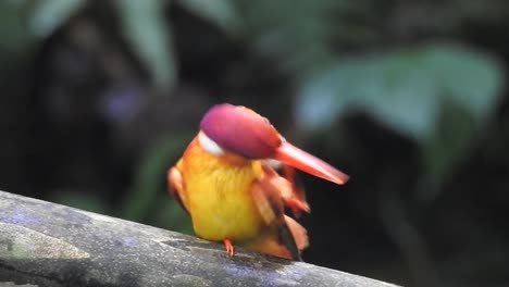 an oriental dwarf kingfisher or ceyx erithaca bird is perched on a branch while its right and left legs are scratching its beak