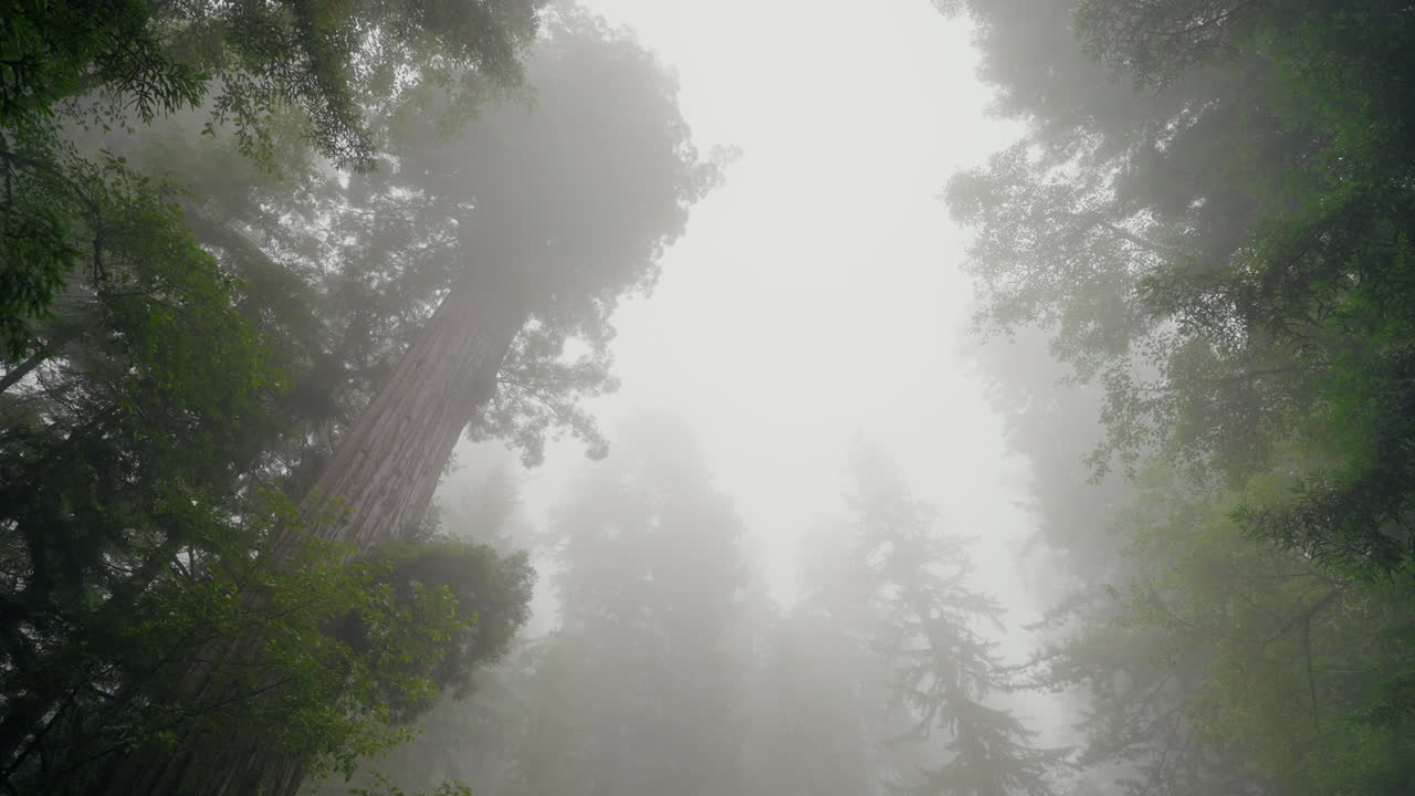 Thick mist and fog descend on the giant coastal redwoods