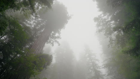thick mist and fog descend on the giant coastal redwoods