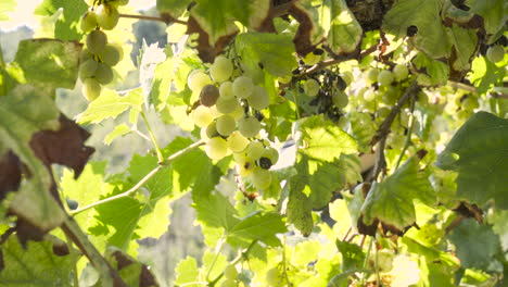 man harvesting in the background, close shot of grape clusters in a vineyard o a sunny day