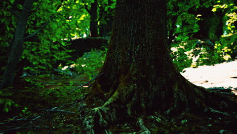 raíz cubierta de musgo en un bosque oscuro