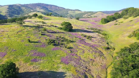 aerial view of foothills in southern oregon covered in blooming vetch plant