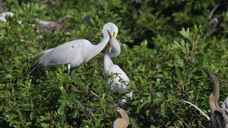 great white egret chick holding beak of parent firmly for food, venice, florida, usa