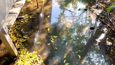flooded area with reflections and overgrowth