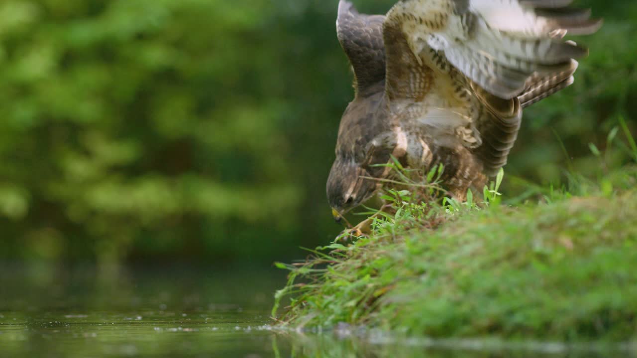 Low close static shot of a buzzard on the edge of a pond spread is wings and pounce into the water, slow motion