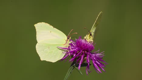 two common brimstone butterfly rests on a vibrant purple flower, drinking nectar. a second butterfly lands on the flower, adding a beautiful touch to this nature moment, perfect for wildlife projects.