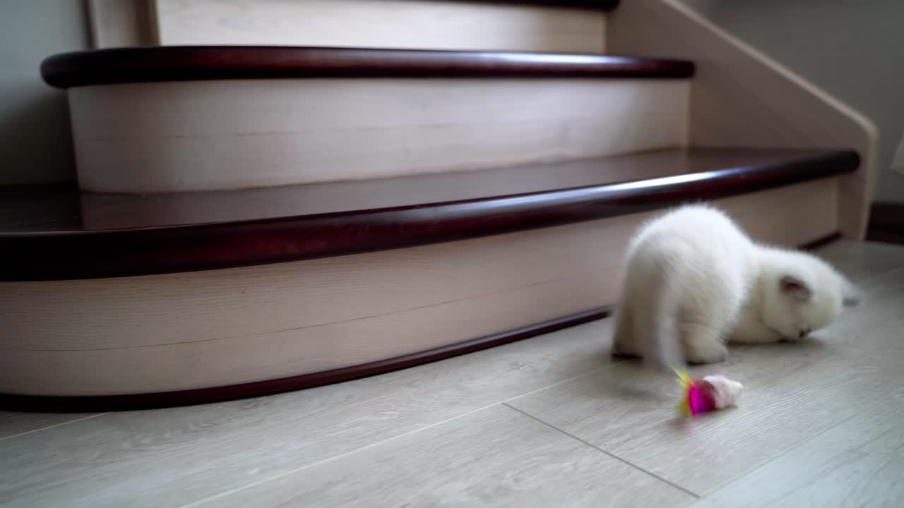 Kitten playing with toy on floor. Playful kitten laying on floor playing with mouse toy
