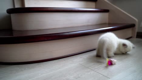 kitten playing with toy on floor. playful kitten laying on floor playing with mouse toy
