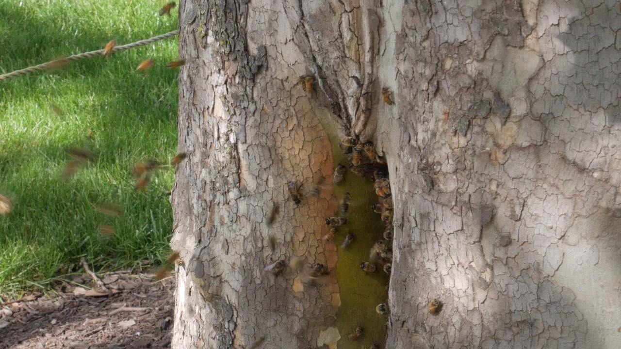 Honey bee swarming around and inside a tree on the campus of Ohio State University in Columbus, Ohio