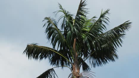 Single-Palm-Tree-moving-in-the-wind,-static-shot