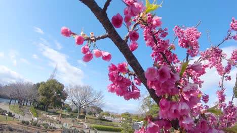 flor de cerezo japonesa kanhizakura que sopla en el viento