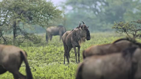 Migración-De-ñus-En-Cámara-Lenta-En-Serengeti-En-Tanzania,-Gran-Grupo-De-Muchos-ñus-Migrando-En-Gran-Migración-En-áfrica-En-El-Parque-Nacional-Serengeti-En-Safari-De-Animales-Salvajes-Africanos