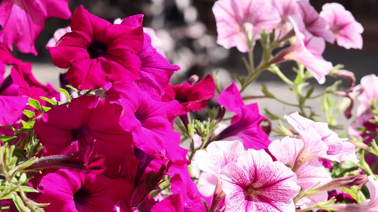 Vibrant pink and white petunias in full bloom