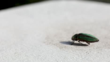 golden jewel beetle lying upside down and struggling to flip itself on the ground