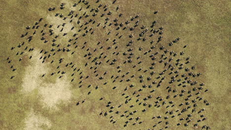 a drone camera descends, directly over a large flock of geese just walking around on a baseball field in a park