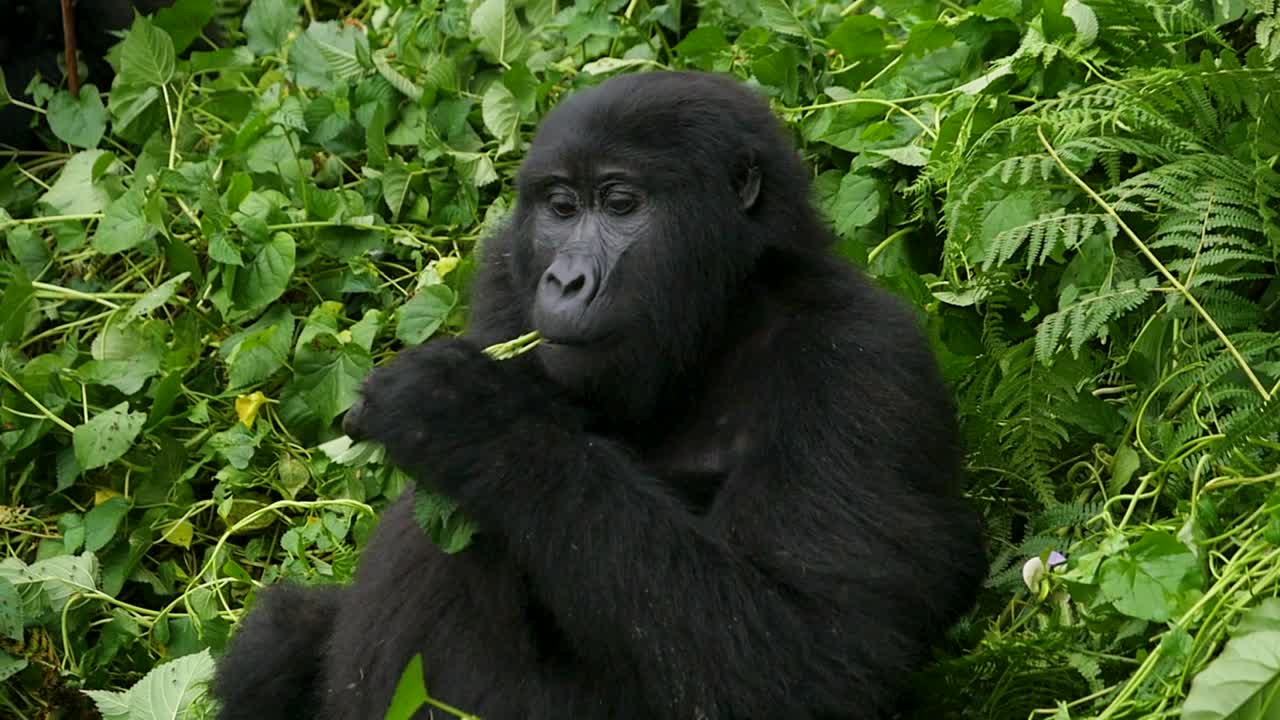 un primer plano, 4k gimbal de un gorila de montaña maduro en peligro de extinción, que vive entre su hábitat natural de la selva, bwindi impenetrable bosque parque nacional de uganda, áfrica