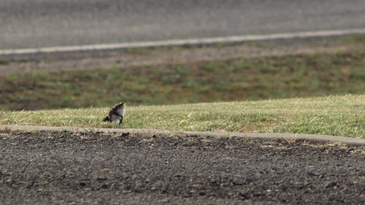 아기  ⁇ 이 가면을 쓴 lapwing plover 새가 도로  ⁇ 에 도로를  ⁇ 고