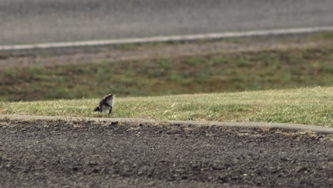 Polluelo-Enmascarado-Avefría-Chorlito-Pájaro-Caminando-Por-La-Calzada-Al-Borde-De-La-Carretera