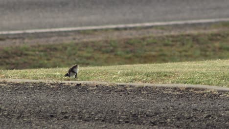 아기  ⁇ 이 가면을 쓴 lapwing plover 새가 도로  ⁇ 에 도로를  ⁇ 고