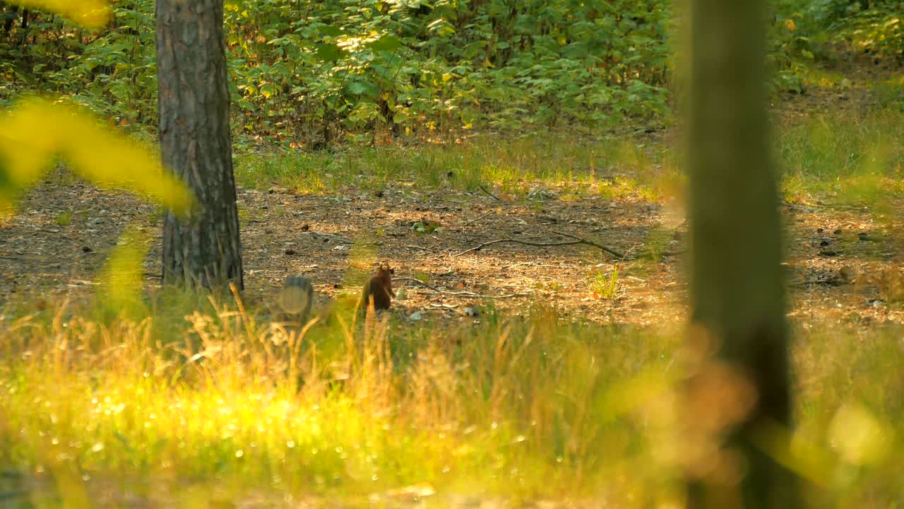 прекрасная белка ест орехи в лесу