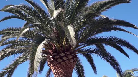 Palm tree on La Palma