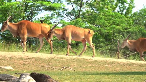 A-herd-of-wild-antelope