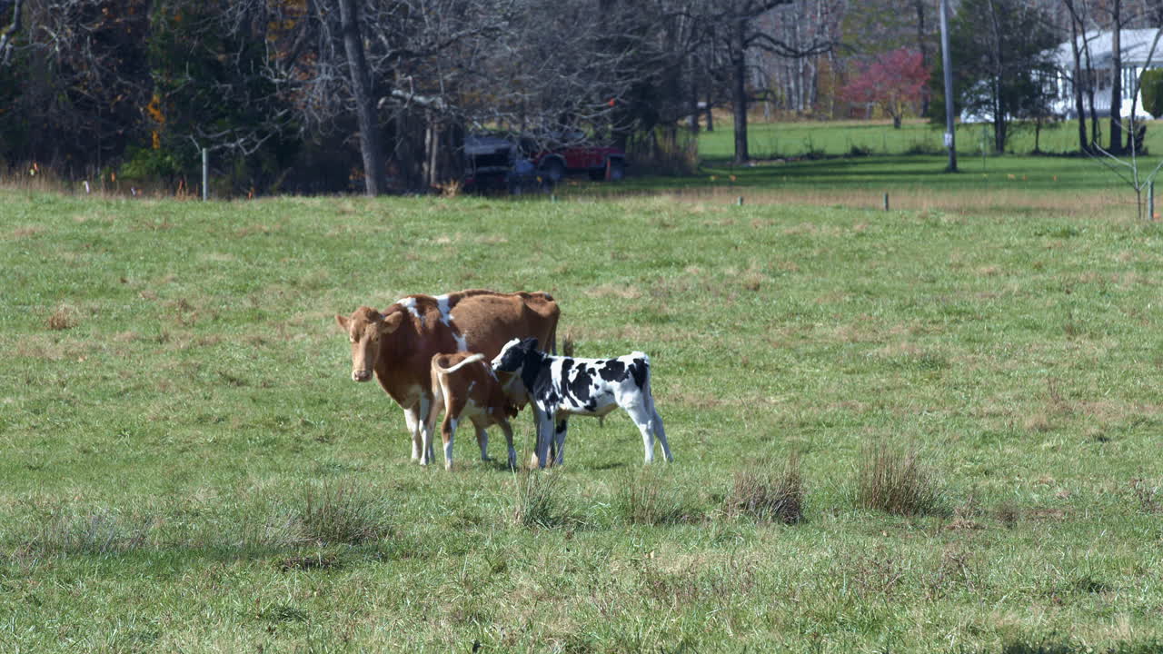 la vaca madre y sus terneros