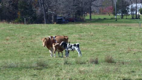 Madre-Vaca-Y-Sus-Terneros