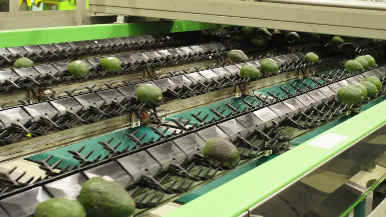 ABACATE ESTEIRA TRANSPORTADORA CLASSIFICANDO FRUTAS