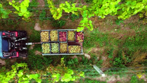 Langsamer-Drohnenflug-Im-Weinberg-Nach-Dem-Fahren-Eines-Traktors-Mit-Traubenkisten-Und-Blick-Von-Oben-Nach-Unten-Während-Der-Traubenernte-Am-Sonnigen-Sommerherbsttag-Mit-Grünen-Pflanzen