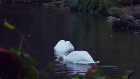 Elegante-Weiße-Schwäne,-Die-In-Einem-Teich-Nach-Nahrung-Suchen