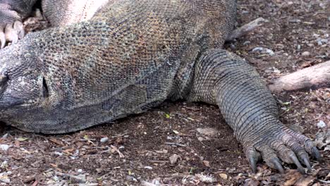 Large-Komodo-Dragon-moving-and-stretching-claws-closeup-in-Komodo-National-Park-on-Komodo-Island,-Lesser-Sunda-islands-of-Indonesia