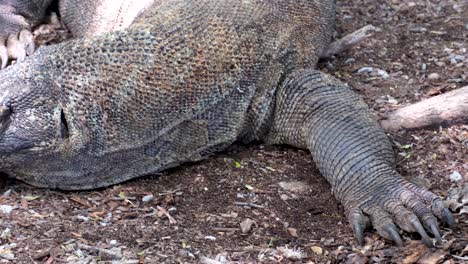 gran dragón de komodo moviéndose y estirando las garras en el parque nacional de komodo en la isla de komodo, islas menores de la sonda de indonesia