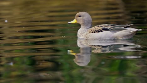 Schwenkaufnahme-Einer-Gelbschnabelkrickente,-Die-Auf-Einem-Teich-Schwimmt-Und-Dann-Abhebt