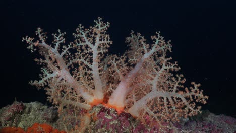 coral blando rosa en el arrecife de coral durante la noche