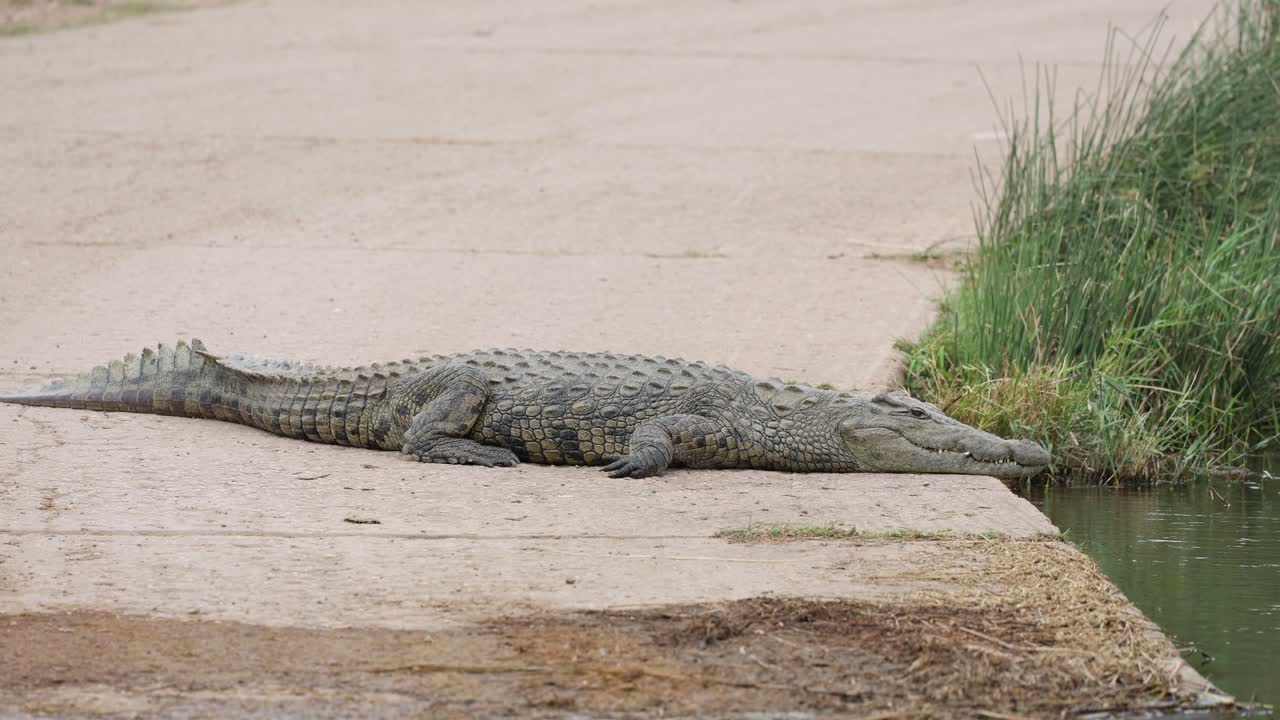 Closeup of a Nile crocodile lying on the edge of the bridge Kruger National Park.