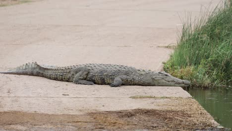 Closeup of a Nile crocodile lying on the edge of the bridge Kruger National Park.