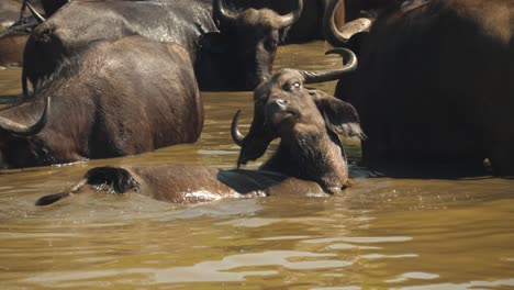 Closeup-of-a-cape-buffalo-herd-taking-a-bath-in-a-muddy-river