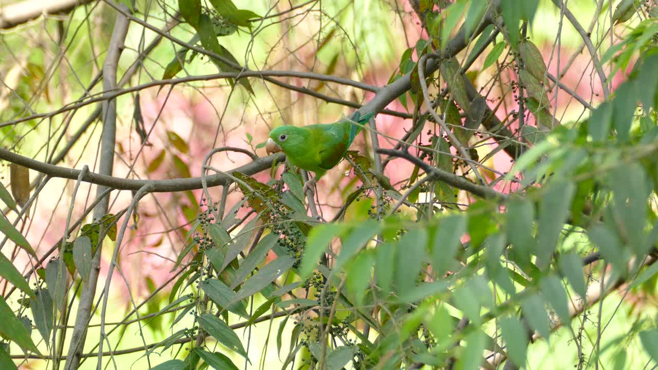 Beautiful green parrot eating berries and hanging upside down on a tree branch. Orange chinned parakeet or Tovi parakeet eating wild berries in a Costa Rica rainforest.