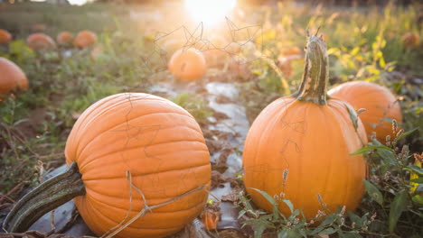 animation of trails spinning over pumpkins patch