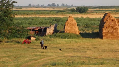 cinematic old senior citizen shepherd walking with protector dog to his flock of sheep and shed