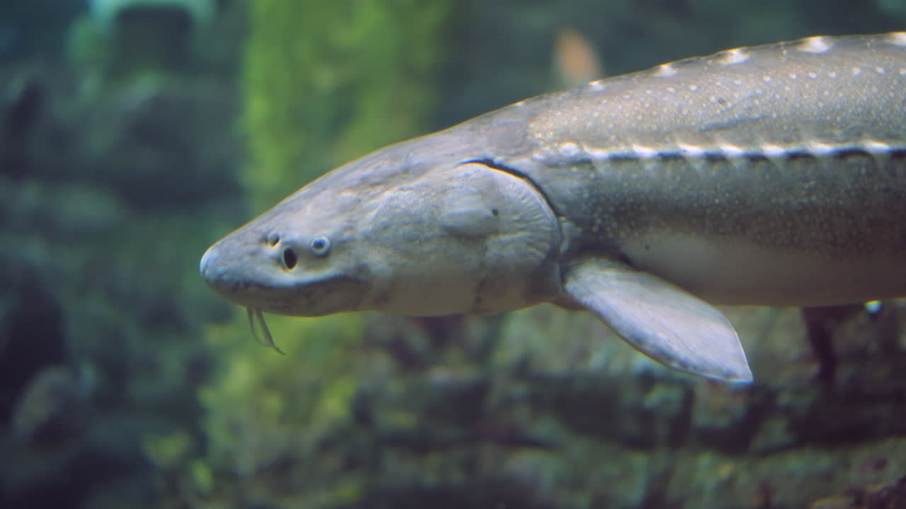 Leopard shark and sturgeon ignore each other as they cross paths and coexist in the same environment